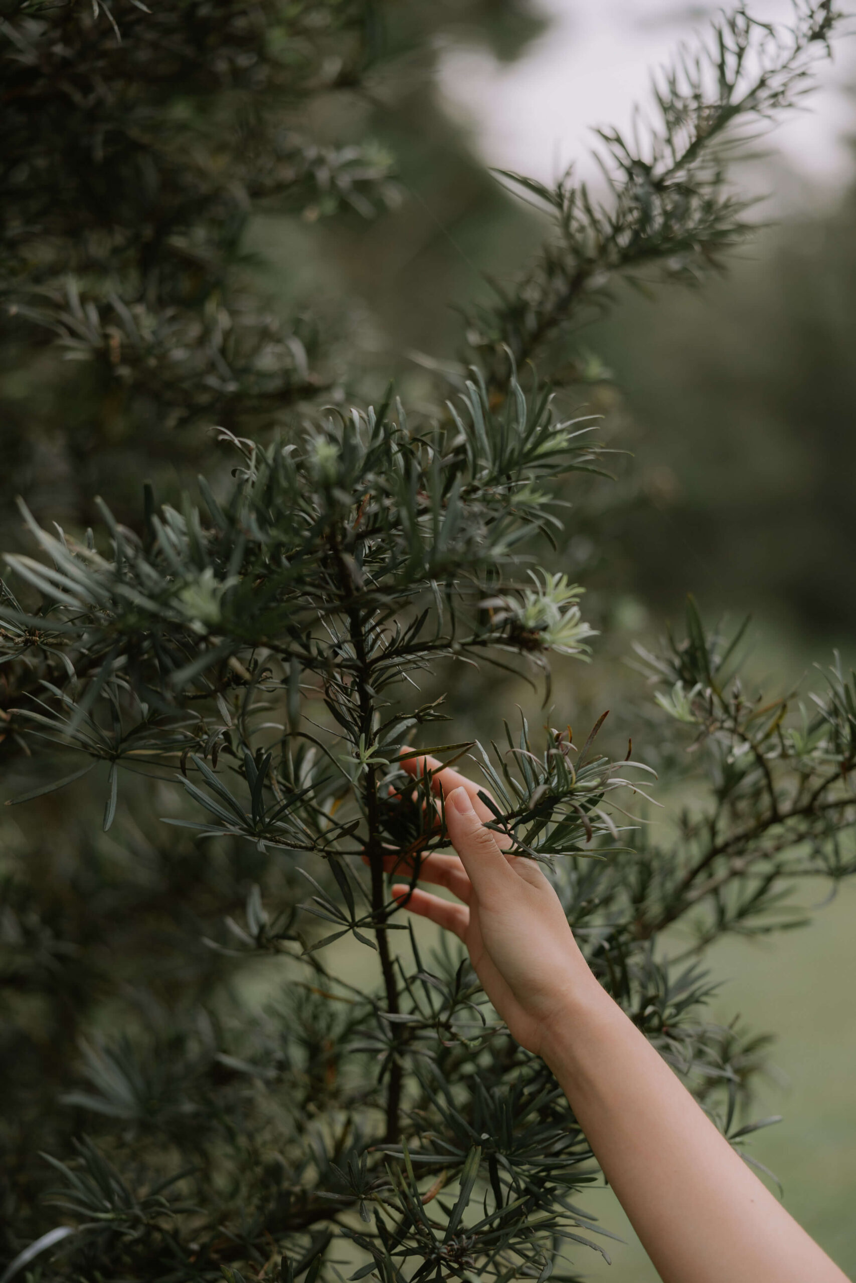 A gentle hand touching soft greenery, symbolizing the calm and intuitive approach behind thoughtful website design.